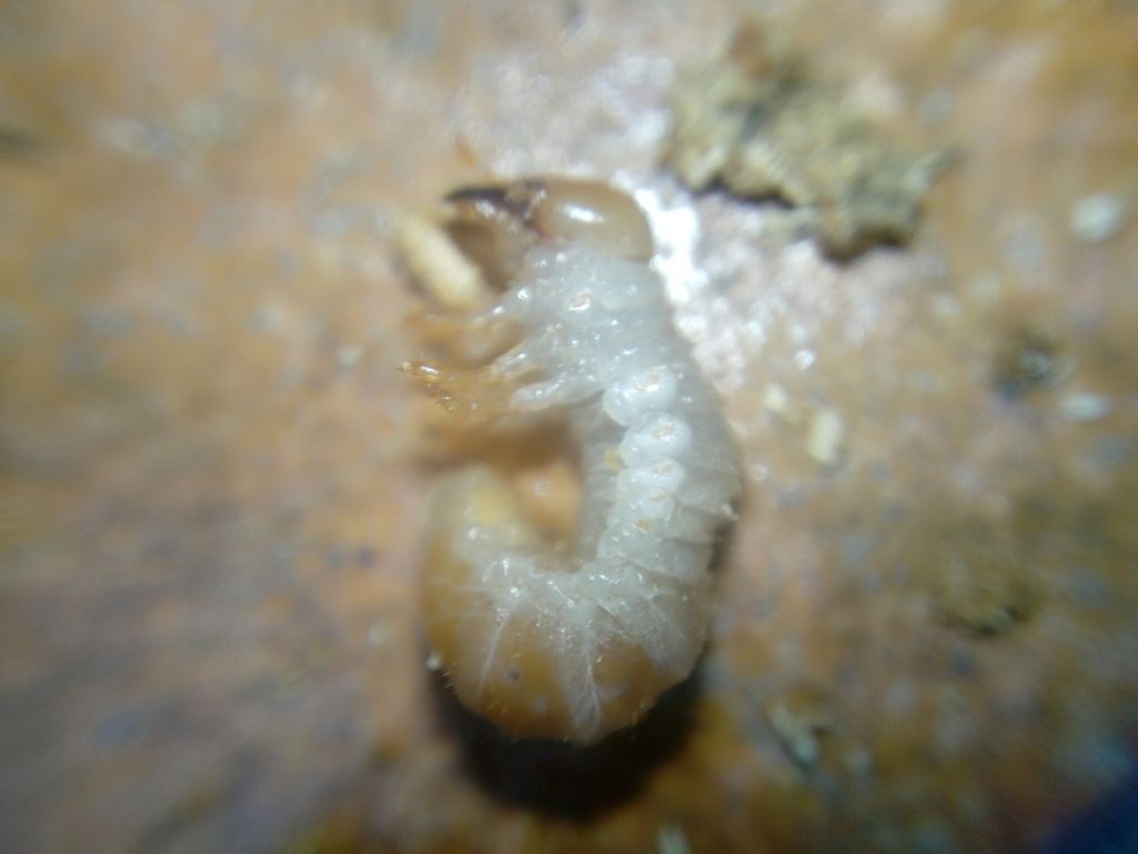 riconoscimento larva:  Dorcus parallelipipedus (Lucanidae)